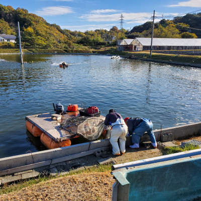 愛媛県瀬戸内海産　いきな車えび 約300g(10～15尾)【配送不可地域：離島・北海道・沖縄県・東北・関東・信越、北陸・東海・九州】