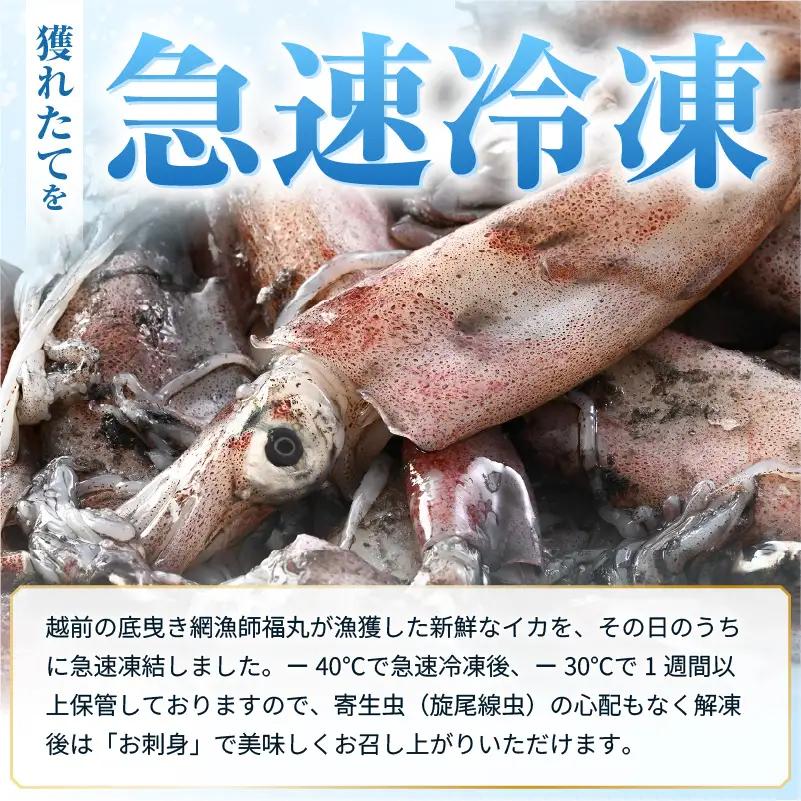 【ふるさと納税】【急速冷凍】【訳あり】生いか 天然ケンサキイカ サイズ無選別 1kg（500g × 2袋） [e15-a062]