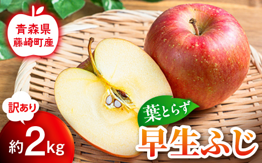 【先行予約】≪訳あり≫ 葉とらず早生ふじ 約2kg【グランドアップル】 青森りんご リンゴ 林檎 アップル 果物 くだもの フルーツ  F41-0036