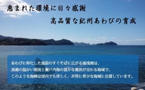 極上！紀州蝦夷鮑×5個　五つ星旅館にも出荷される極上アワビ【riz105】