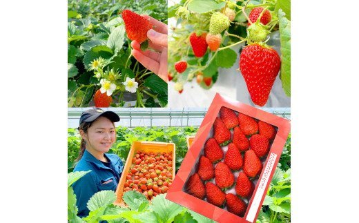 【第10回茨城いちごグランプリ大賞受賞】【先行予約】大粒いちご　紅ほっぺ（箱入・約５００g） ※2024年1月中旬頃より順次発送予定 ※離島不可（北海道、沖縄本島は配送可能） | いちご 苺 イチゴ 