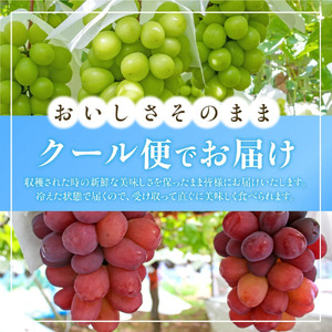【2026年発送★先行予約】山梨県産 大房 シャインマスカット1房（700g以上） 180-001