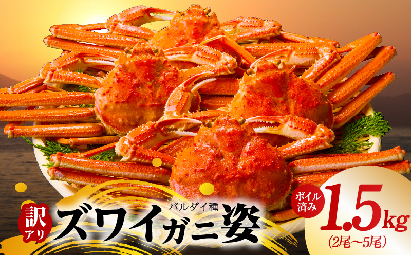 【訳あり規格】バルダイ種 ズワイガニ姿 1.5kg（2〜5尾）【ボイル済み オオズワイガニ かに カニ 蟹 ズワイガニ ファミリー向け 大阪 泉佐野 大阪府 泉佐野市】