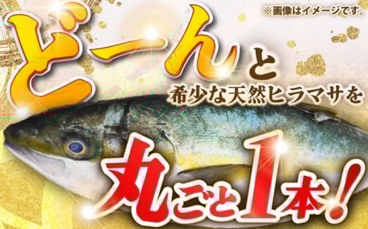 壱岐島産天然ヒラマサ（９キロ台・丸もの） [JBS074]