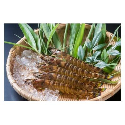 ふるさと納税 山口市 活きあいおえび450g(10〜18尾) D090 |  | 01