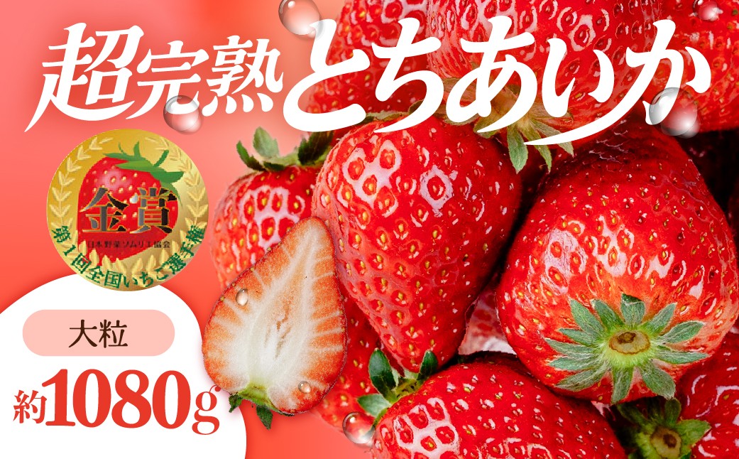 
                  【選べる発送月】いちご 「茂木完熟いちご」　第1回いちご選手権金賞 とちあいか 大粒 約270g × 4パック 合計 約1080g | いちご イチゴ 苺 とちあいか 大粒 特大 第1回いちご選手権金賞  ブランドいちご ストロベリー 完熟 果物 甘い あまい フルーツ くだもの 旬 産地直送 栃木県産 美土里農園 栃木県 茂木町
                