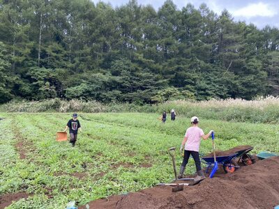 【2026年夏の予約受付開始！】信濃町名産とうもろこし『TAKA農園の恵味（めぐみ）ゴールド』2Lサイズ（1本450ｇ相当）×5本セット　スイートコーンの人気品種、予約受付中！  令和8年7月下旬から