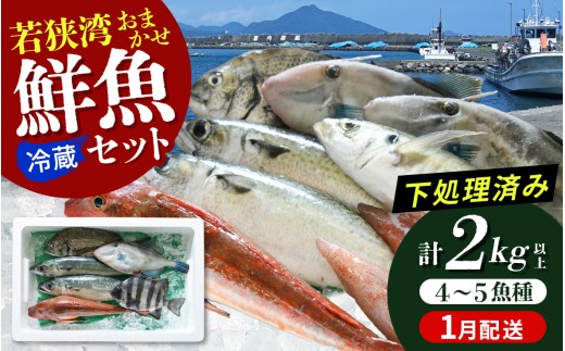 若狭湾鮮魚セット おまかせ 2kg以上（4～5魚種）【1月配送】