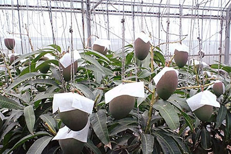 IF-1【2025年発送 予約受付分】マンゴー(アーウィン種) 2～3玉 約1.3kg