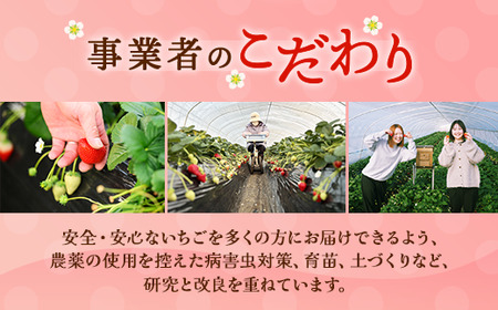 〈数量限定〉【先行予約】さくら市産イチゴ（とちあいか）290g×4パックいちご イチゴ 苺 先行予約 栃木県 果物 くだもの フルーツ とちあいか 新鮮 贈答 ギフト※2024年12月下旬～2025年