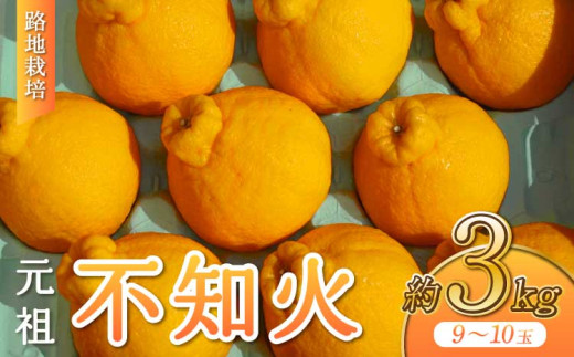 先行予約 路地栽培 元祖 不知火 約3kg 【2027年3月上旬-2027年4月下旬発送予定】 玉揃え しらぬい 柑橘 蜜柑 みかん 国産