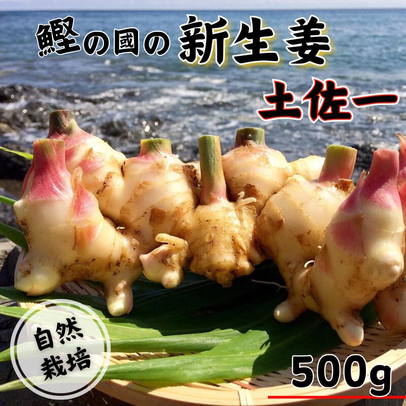 【ふるさと納税】 新生姜 ( 土佐一 ) 500g 自然栽培 農薬 化学肥料不使用 高知県 鰹乃國
