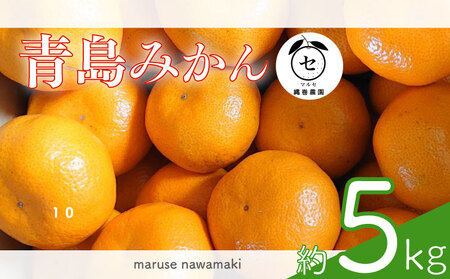 【期間限定発送】青島みかん 約 5kg みかん オレンジ