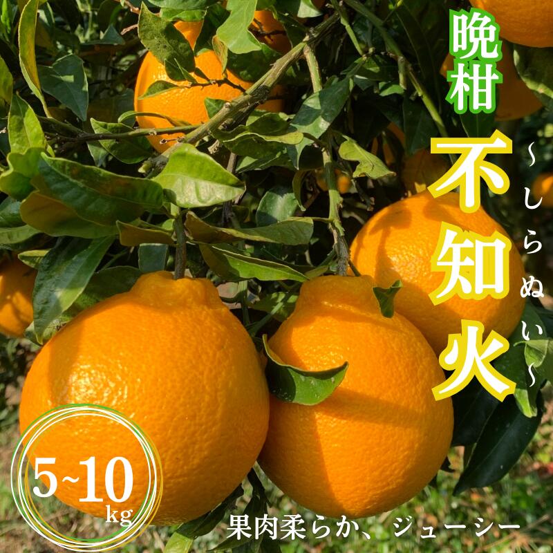 【ふるさと納税】【先行予約】晩柑 不知火 選べる容量 5kg 10kg 【2月上旬以降順次発送予定】 / 和歌山県 田辺市 みかん 晩生 柑橘