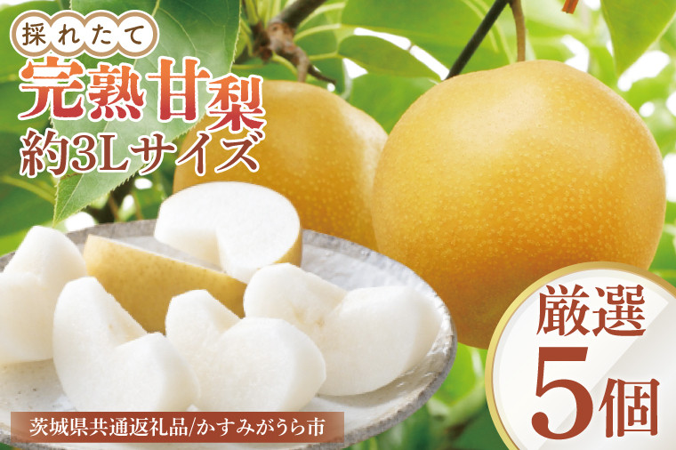 
            【8月中旬より発送】【数量限定】採れたて完熟甘梨（なし）厳選5個【茨城県共通返礼品／かすみがうら市】【茨城県 水戸市 ふるさと納税 果物 くだもの フルーツ 梨 ナシ なし 採れたて 新鮮 完熟 期間限定 共通返礼品】（FW-10）
          