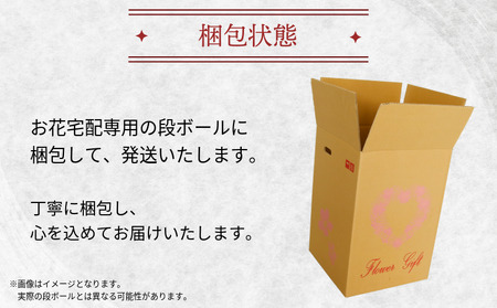 シクラメン 5号鉢 × 1株 花 鉢植え シクラメン 木村園芸