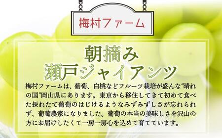 ＜2025年発送分 先行予約＞梅村ファーム 朝摘み直送 瀬戸ジャイアンツ（3房～5房入り 約2kg）【030-a013】
