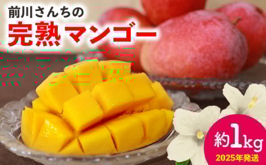 前川さんちの完熟マンゴー　約1kg　2025年発送 甘い 芳醇 完熟 マンゴー 贅沢 まんごー 希少 デザート フルーツ アーウィン あまい おいしい ジューシー 南国 高級 夏 沖縄 国産マンゴー 沖縄県 東村