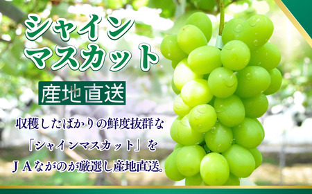 ぶどう シャインマスカット 約1kg|シャインマスカット ぶどう
