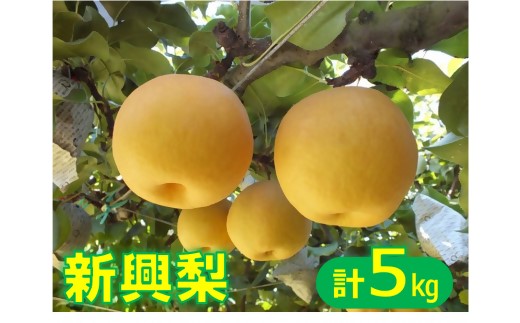 新興梨（しんこうなし）5kg【10月中旬頃から順次発送】