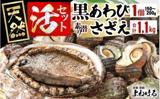 【先行予約】日本海若狭湾の素潜り 天然 活黒アワビ 中サイズ 1個 ＆ 活サザエ 1.1kg 【2026年7月より順次発送予定】【入手困難 クロアワビ 黒あわび 鮑 あわび さざえ 刺身 つぼ焼き バター焼き】 [m17-b006_07]