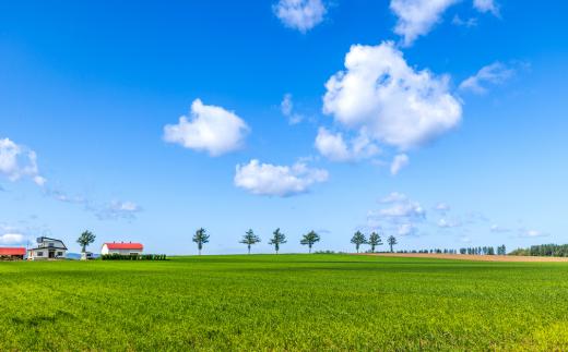 【先行予約】玉ねぎ Lサイズ 20kg 大空町産（2026年10月上旬より発送） OSR009