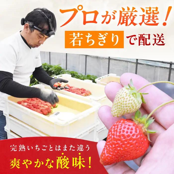 【3回定期便】いちご（あまおう）3ケース / いちご 苺 イチゴ[AFAB082]