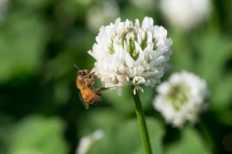 国産天然 非加熱はちみつ 230g 2本セット「春の百花」「6.18」