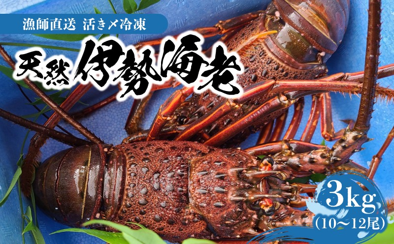 
                  【漁師直送】活き〆冷凍 天然伊勢海老 3kg（10～12尾）　W005-013
                