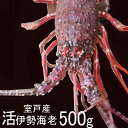 【ふるさと納税】室戸産活伊勢エビ500g um001