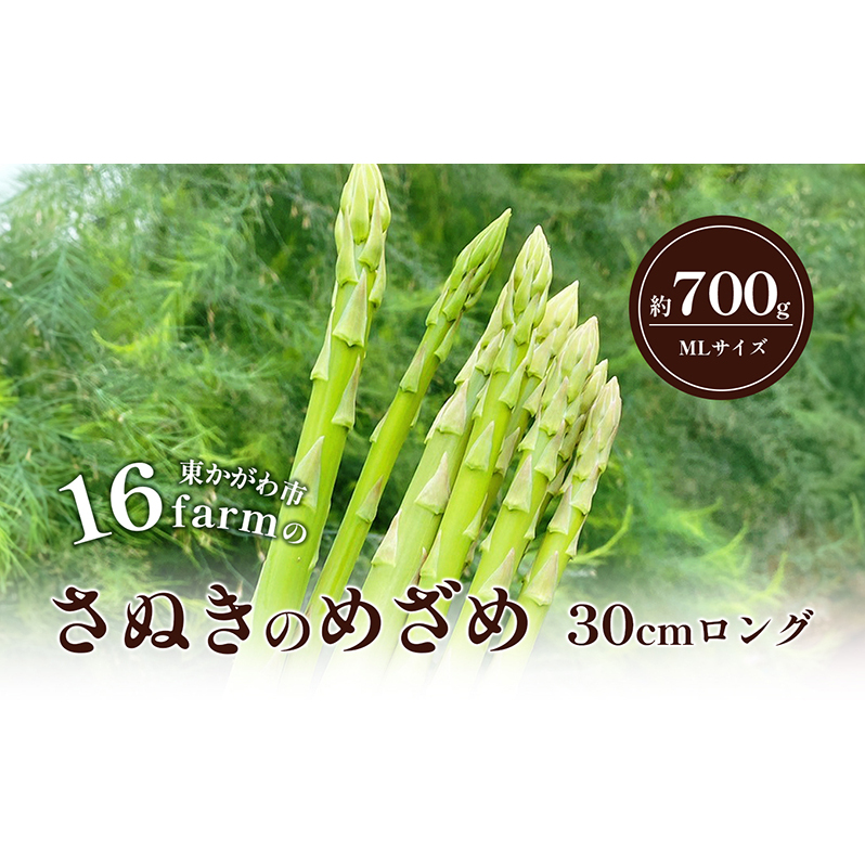 16farmのアスパラ「さぬきのめざめ30cmロング」MLサイズ700g アスパラガス さぬきのめざめ ロングアスパラ 野菜 やさい 新鮮 東かがわ