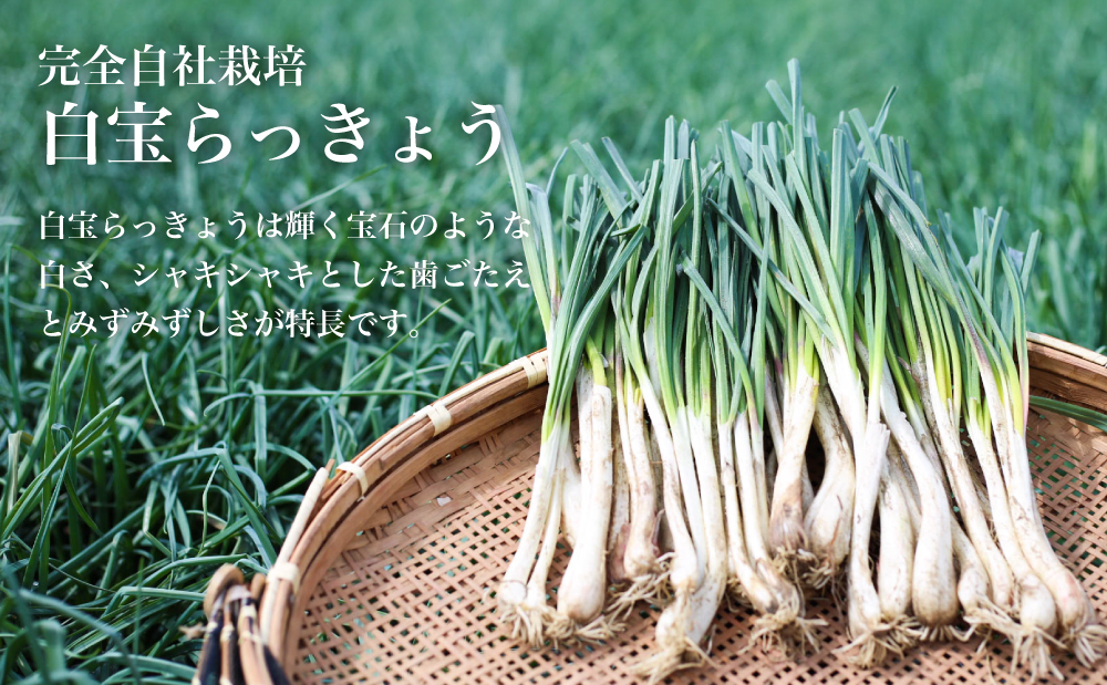 【鹿児島県産】白宝らっきょう（90g×10P） ラッキョウ  甘酢らっきょう 惣菜 常温保存 ご飯のおとも 野菜 常温 漬物 国産