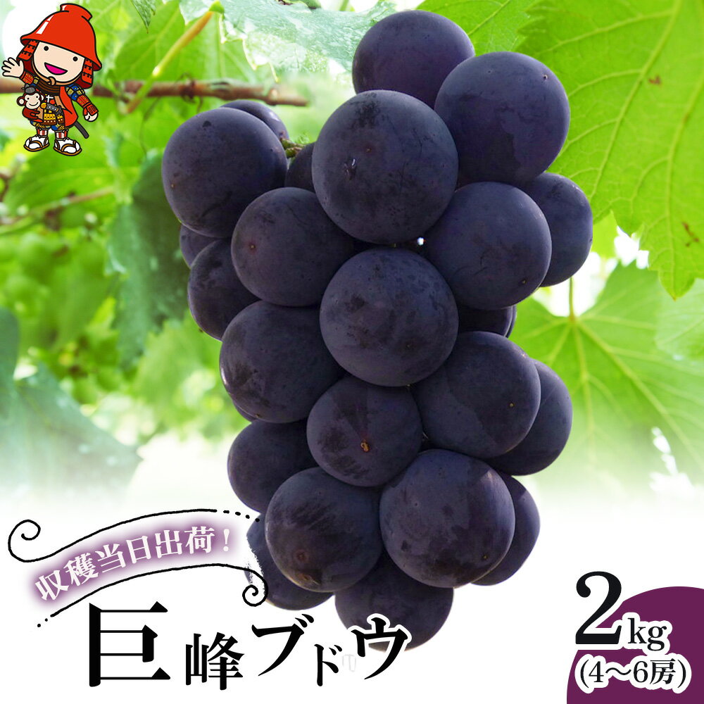 【ふるさと納税】巨峰ブドウ 2kg (4～6房) | ＜先行予約＞ 種あり ブドウ ぶどう 葡萄果物 フルーツ くだもの 産地直送 甘い 大分県産 九州産 中津市 国産 送料無料【発送：2025年8月中旬～9月中旬頃までの予定】