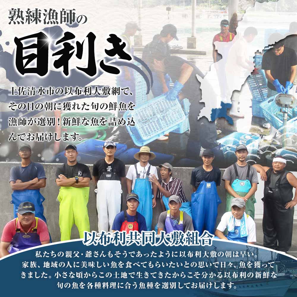旬の朝獲れ鮮魚詰め合わせ【以布利定置網　漁師直送】朝獲れ 旬 鮮魚 魚介 海鮮 魚 さかな せんぎょ 鮮魚セット 詰め合わせ おまかせ お任せ【S00818】