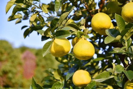 浜田巧の土佐文旦10kg家庭用