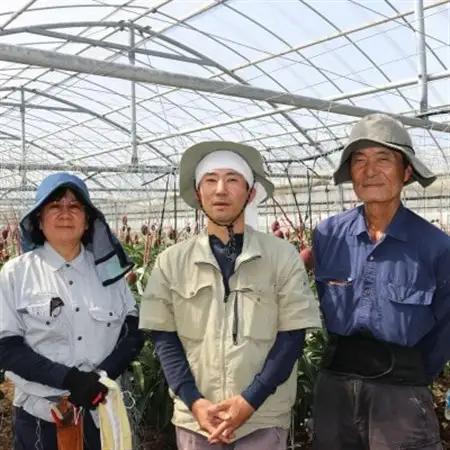 【2026年7月から順次発送・特選】今帰仁ゆがふ農園のアーウィンマンゴー2kg(4～5玉)【配送不可地域：離島】【1694716】