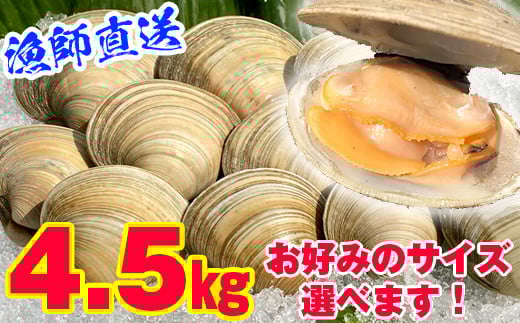漁師直送！活ホンビノス貝4.5kg（LLサイズ）