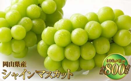 岡山県産 シャインマスカット 晴王 約800g（400g×2房） 【2026年8月下旬～11月下旬迄発送予定】 果物 くだもの フルーツ ぶどう ブドウ 葡萄 マスカット