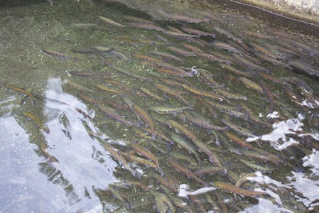 0211701 明神山のふもとの清流育ちのゆず天魚(あまご)　セット