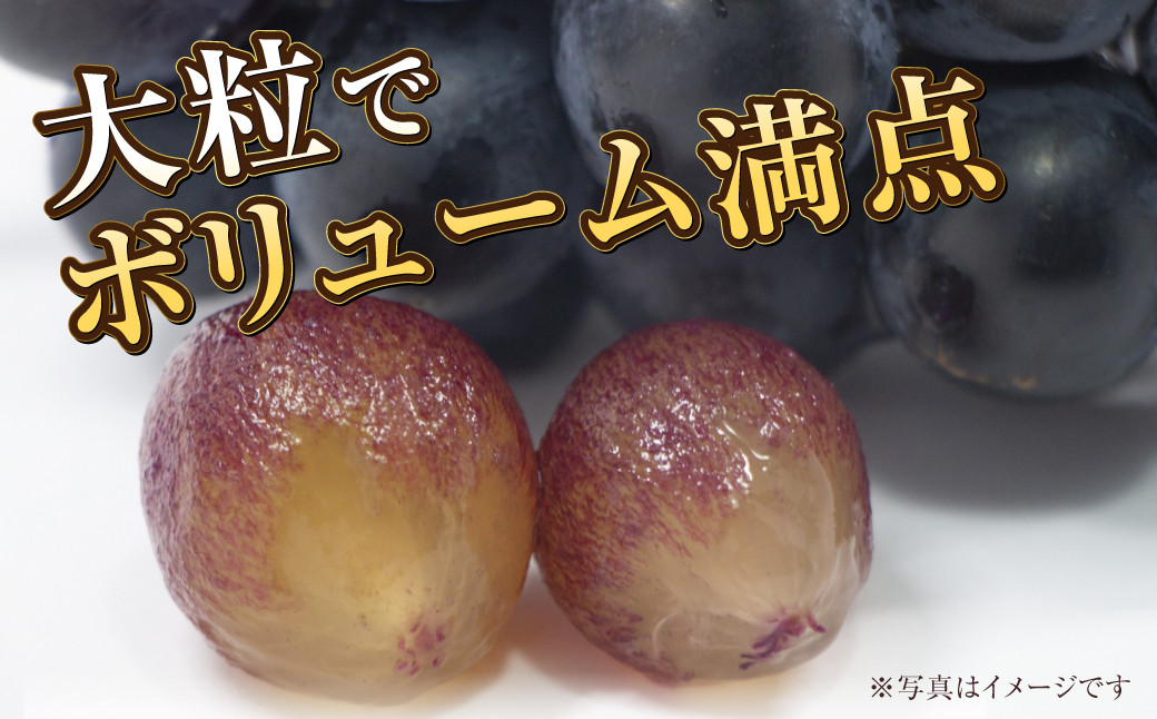 岡山県産 ブラックビート 約1.2kg（約600g×2房）