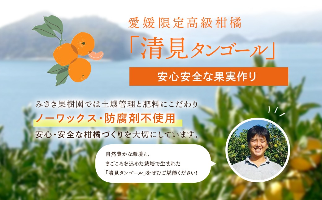 【先行予約】【秀品】清見タンゴール 3kg（L・2L）※離島への配送不可 （2027年3月上旬頃より順次発送予定） IKTAR011