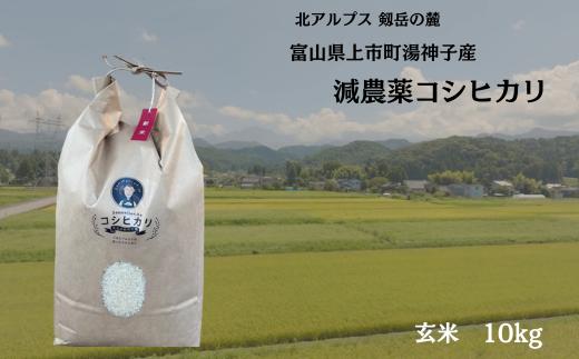 【令和7年産】減農薬 上市町湯神子産コシヒカリ（玄米）10kg　 [ソムリエH 富山県 上市町 32280233-r6-03] 　お米 コメ ご飯 ごはん 玄米ご飯 玄米ごはん こしひかり