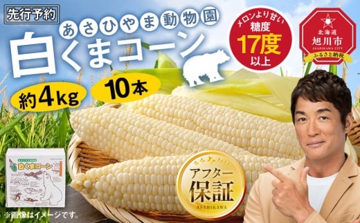 【26年発送先行予約】あさひやま動物園しろくまコーン 10本（約4kg）2026年8月下旬から発送開始予定 【 とうもろこし 人気 北海道 糖度 野菜 白いとうもろこし 白いスイートコーン 産地直送 ホワイトレディ コーン 玉蜀黍 旬 お取り寄せ 旭川市 北海道 】_00308