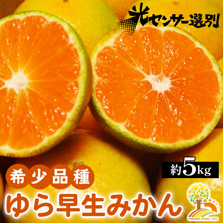 ゆら早生 みかん 濃厚な味わい 約5kg 希少品種《有機質肥料100％》極早生 ｜ 由良 ゆら 早生 わせ 柑橘 果物 くだもの フルーツ 和歌山 有田 ※2025年10月上旬～10月下旬頃に順次発送予定 ※北海道・沖縄・離島への配送不可
