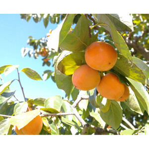 南信州高森産】市田柿徳用袋 3L～4Lサイズ 500g×2袋 ＜2026年1月上旬発送開始＞