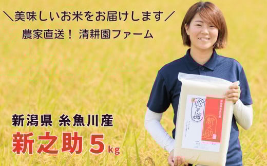 令和7年産 『 新之助 』 米  5kg 農家直送 真空パック 清耕園ファーム 新潟県 糸魚川産 しんのすけ ギフトにも 白米【数量限定 米 お米 コメ ご飯 ライス ふるさと納税米 5キロ 糸魚川 新潟 令和7年 2025年産 新潟県の新しいブランド米】