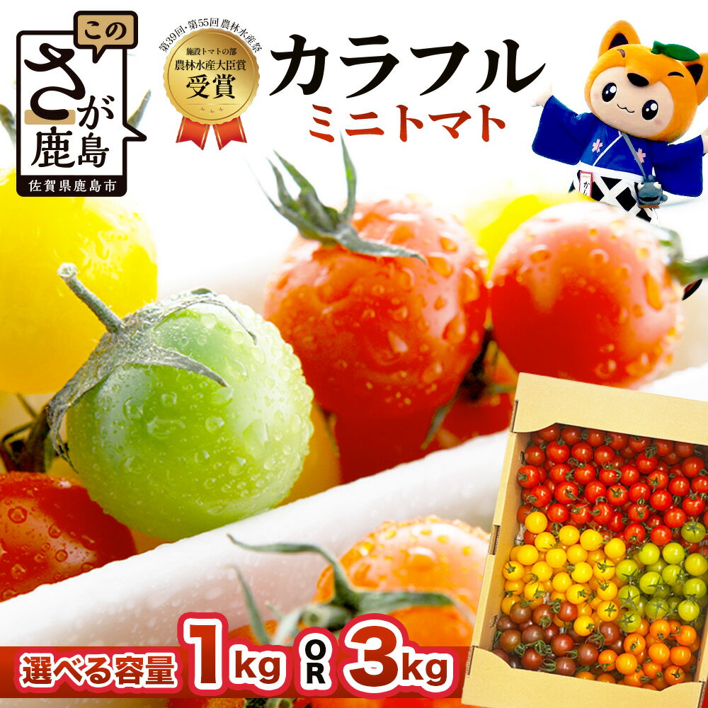 【ふるさと納税】【先行予約】 岩永さんちのカラフルミニトマト(5色) 約1kg or 3kg |【農林水産大臣賞受賞】有機肥料・化学肥料不使用｜生産者直送 野菜 とまと サラダ おやつ お弁当 ふるさと佐賀県 鹿島市 【1月以降より順次発送予定】D-221