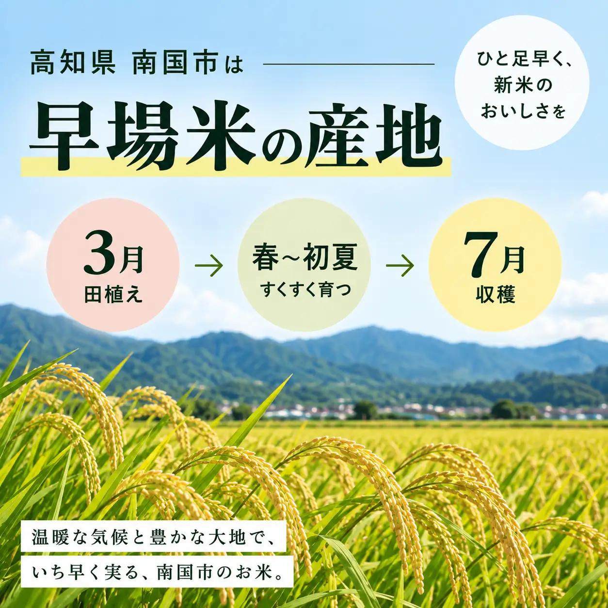 令和8年産 コシヒカリ 10kg 玄米 新米 コシヒカリ お米