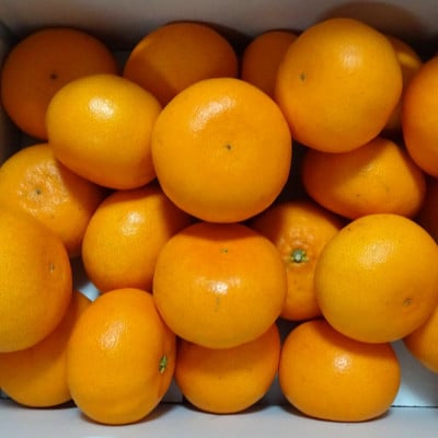 一度は食べていただきたい「有田産のせとか」約4kg～5kg(サイズおまかせ・青秀以上)【上富田町】