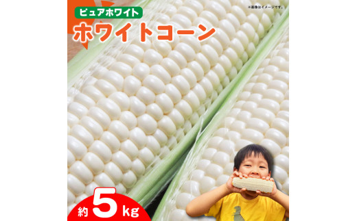 【 先行予約 】 とうもろこし ホワイトコーン スイートコーン 約5kg  《2025年7月～発送》 野菜 ピュアホワイト 白い 甘い 夏野菜 高糖度 朝採れ 農家直送 生産者直送 新鮮 コーン サラダ ギフト 贈り物 お取り寄せ ご当地 特産物 徳島県 阿波市 四国